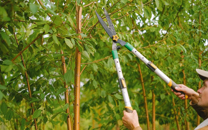 Tree trimming in Albion, IL